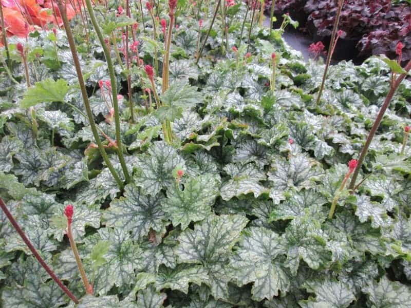 Heuchera 'Paris' ® ---